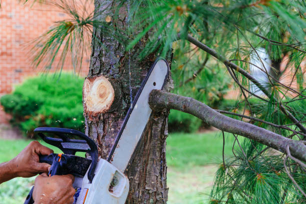 Best Tree Maintenance Programs  in Mauriceville, TX